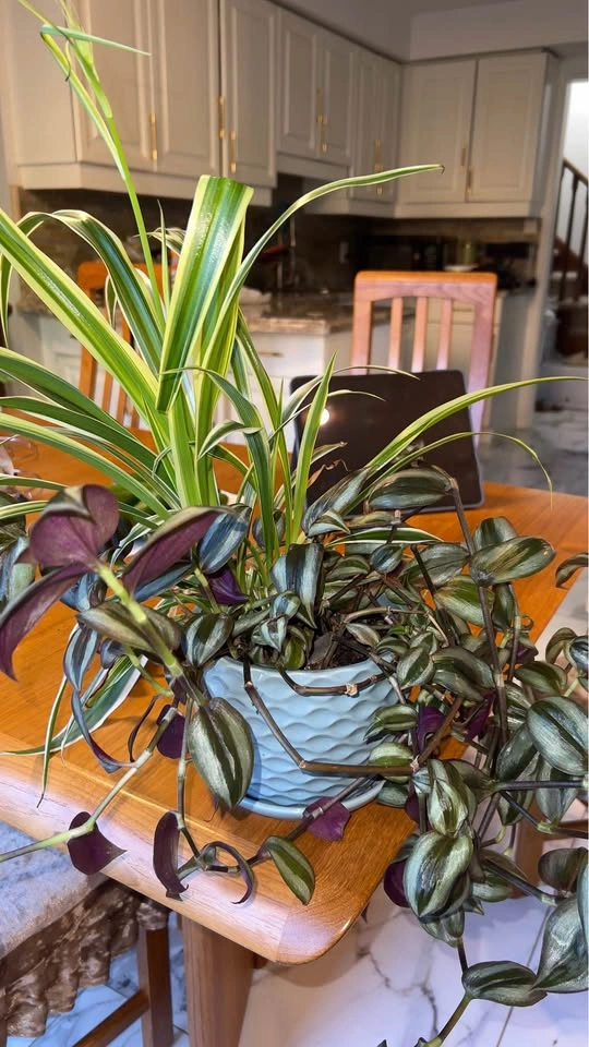 Tradescantia and spider - photo 3