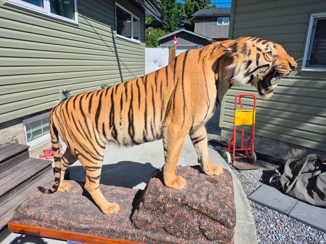 TAXIDERMY WANTED will BUY or CONSIGN $$$$