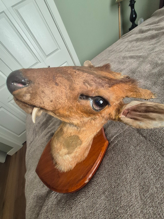 TAXIDERMY WANTED will BUY or CONSIGN $$$$ - photo 3