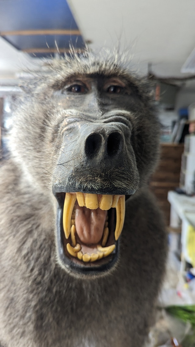 Taxidermy Wanted to BUY $$$