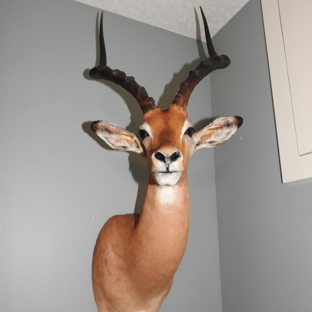 Taxidermy Wanted to BUY $$$ - photo 2