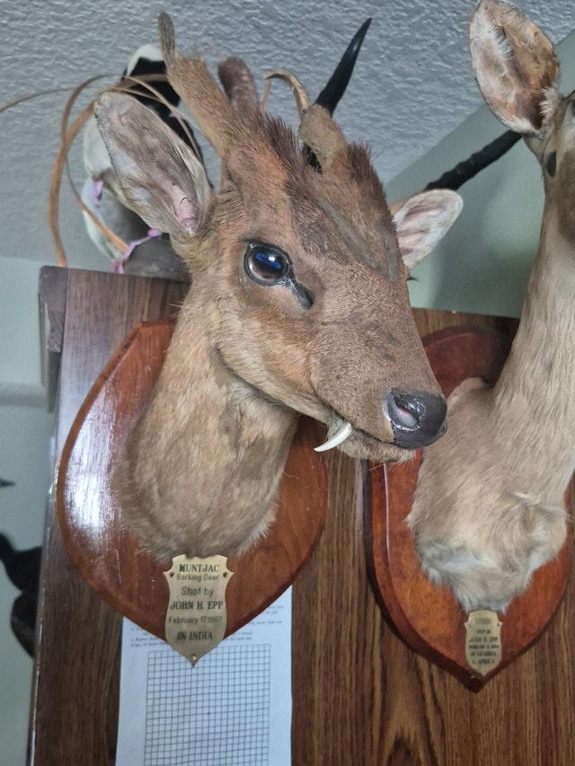 Taxidermy Wanted to BUY $$$ - photo 3