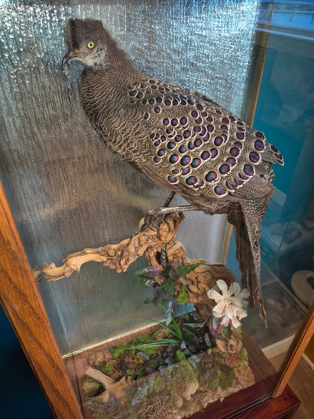 Grey pheasant mount Taxidermy