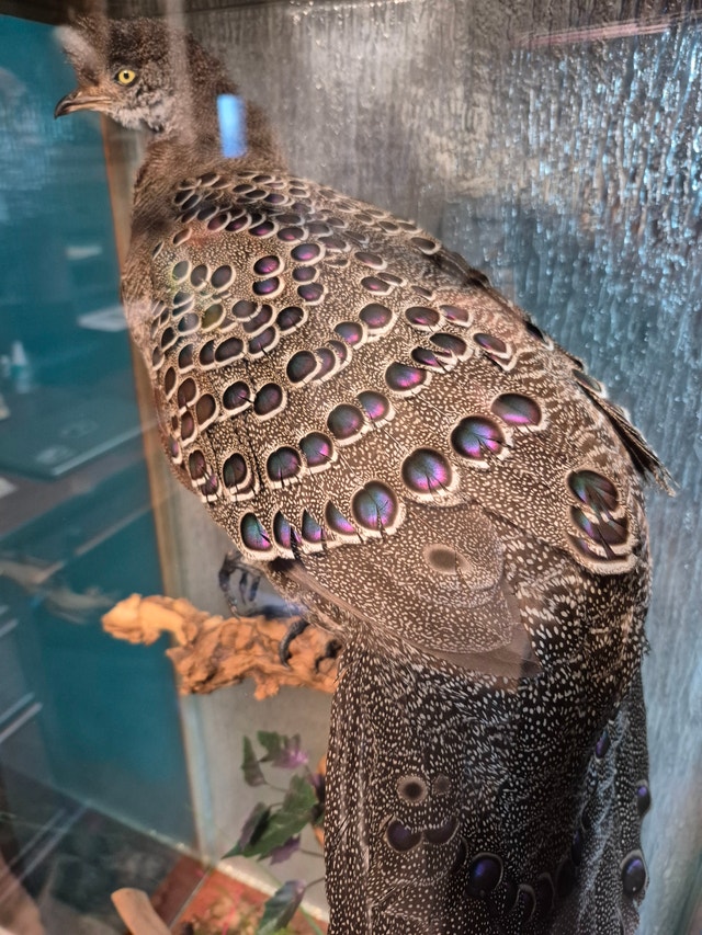 Grey pheasant mount Taxidermy - photo 2