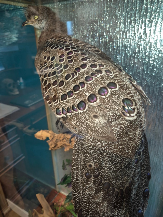 Grey pheasant mount Taxidermy - photo 3