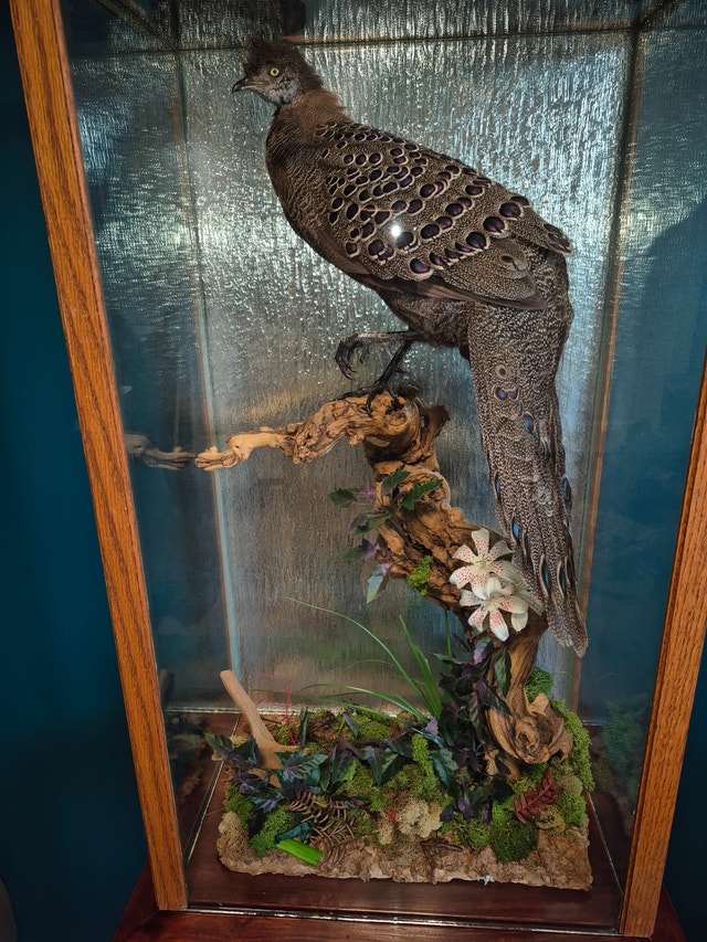 Grey pheasant mount Taxidermy - photo 4