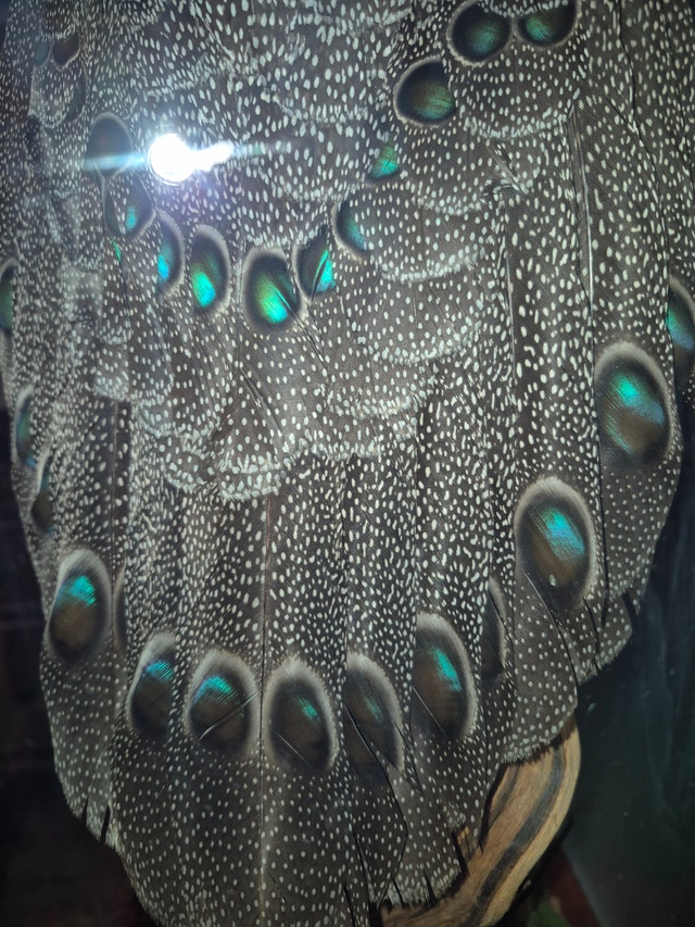 Grey pheasant mount Taxidermy - photo 5
