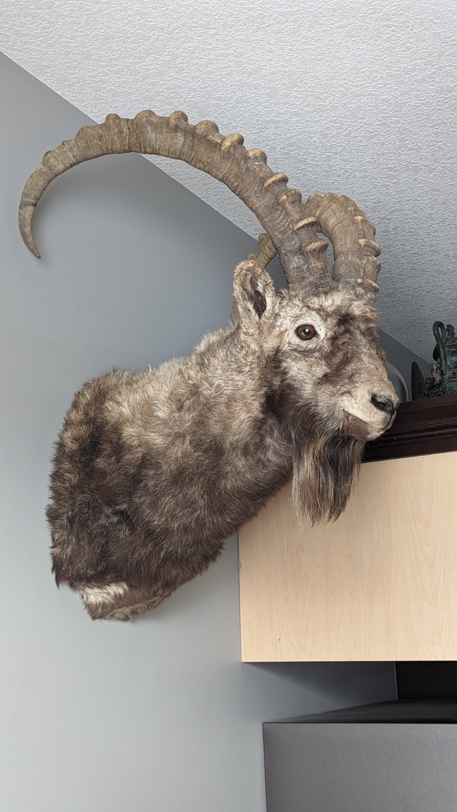 Ibex alti shoulder mount
