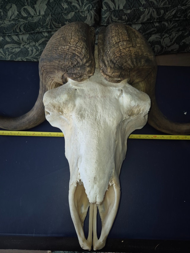 MUSK OX SKULL