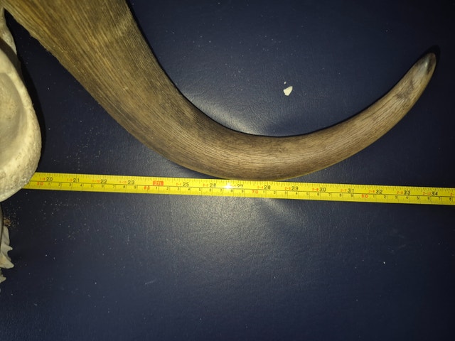 MUSK OX SKULL - photo 2