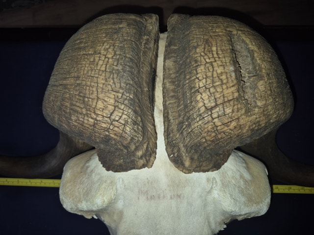 MUSK OX SKULL - photo 3