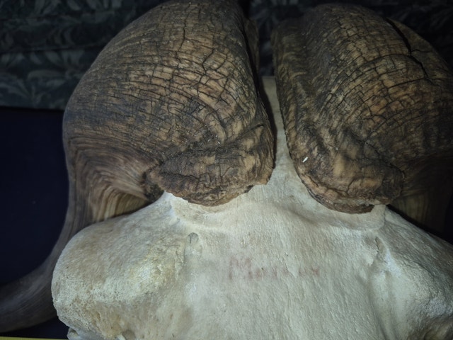 MUSK OX SKULL - photo 4