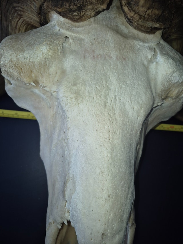 MUSK OX SKULL - photo 5