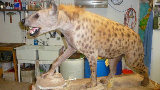 Taxidermy WANTED BUY or CONSIGN - photo 2