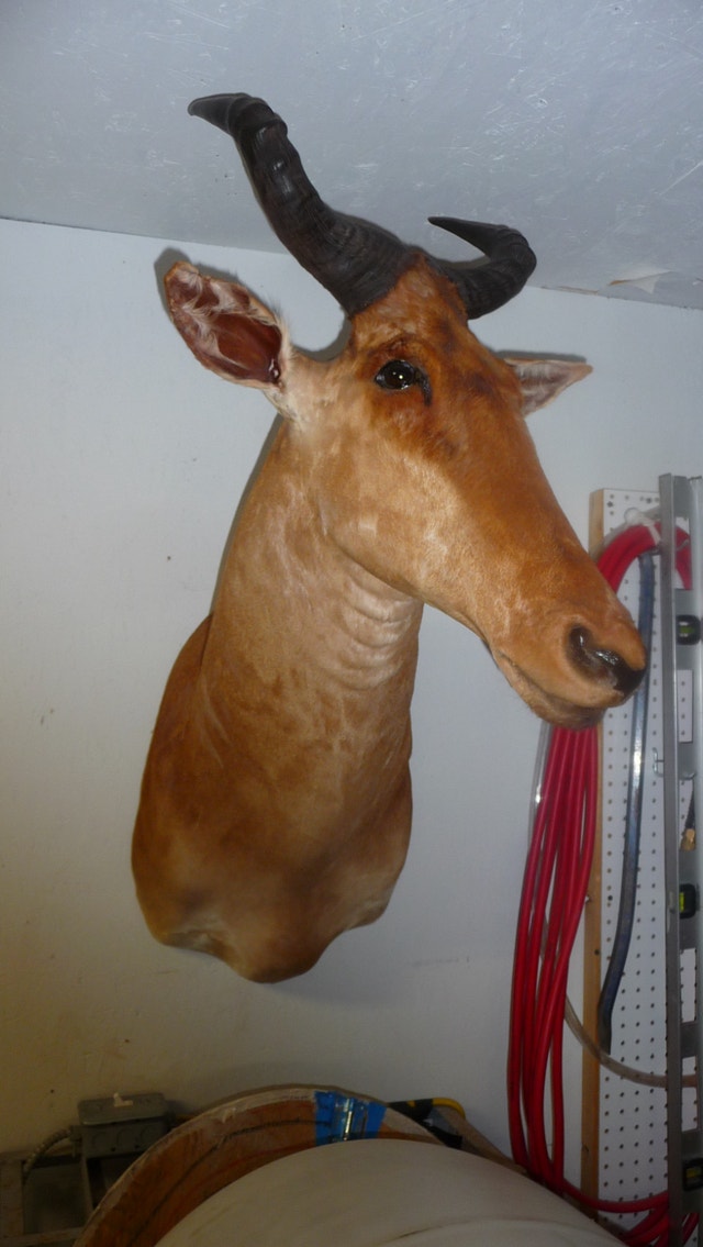Taxidermy WANTED BUY or CONSIGN - photo 3