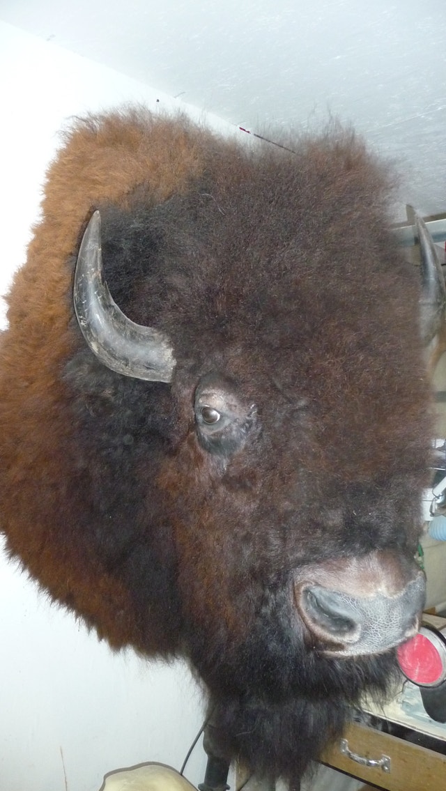 Taxidermy WANTED BUY or CONSIGN - photo 4