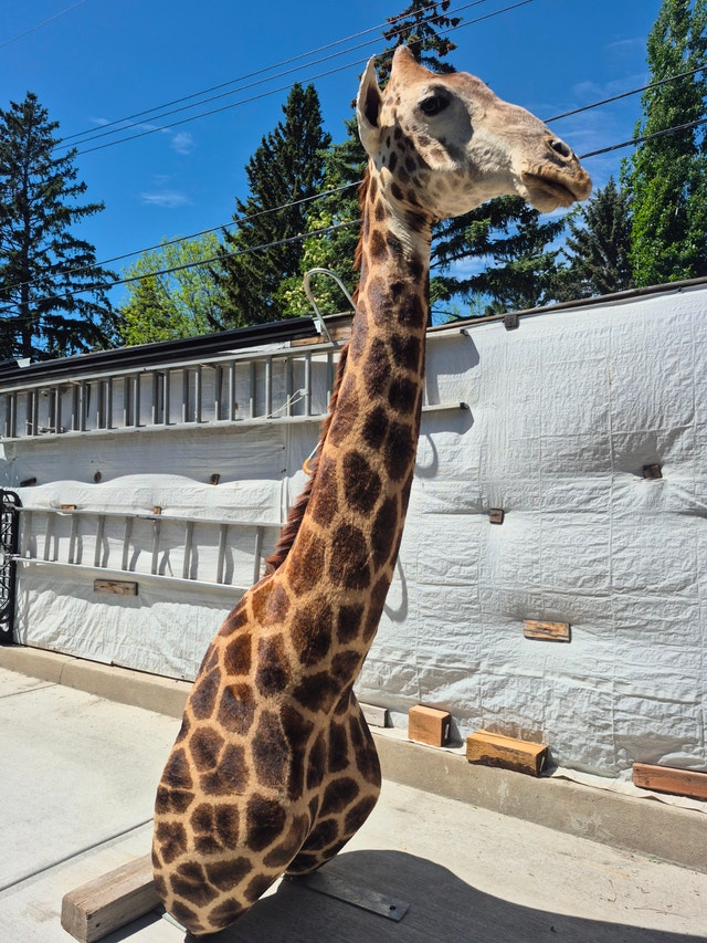 TAXIDERMY WANTED Will BUY exotics.