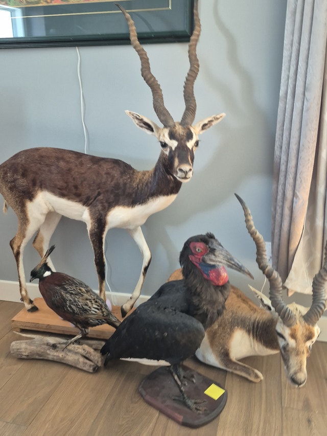 TAXIDERMY WANTED Will BUY exotics. - photo 2
