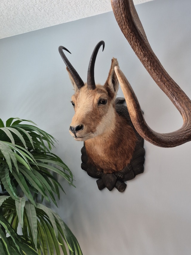 TAXIDERMY WANTED Will BUY exotics. - photo 4
