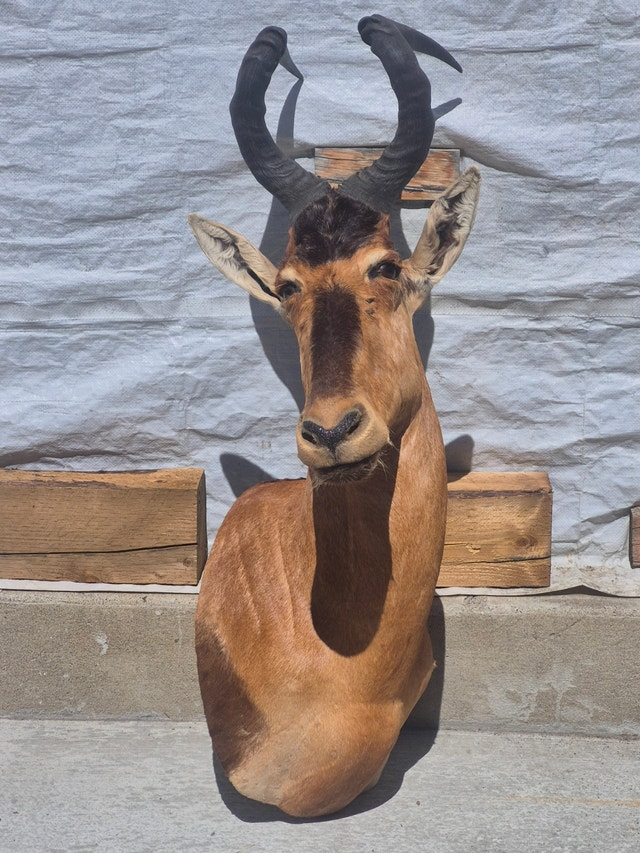 Hartebeest Taxidermy Shoulder Mount