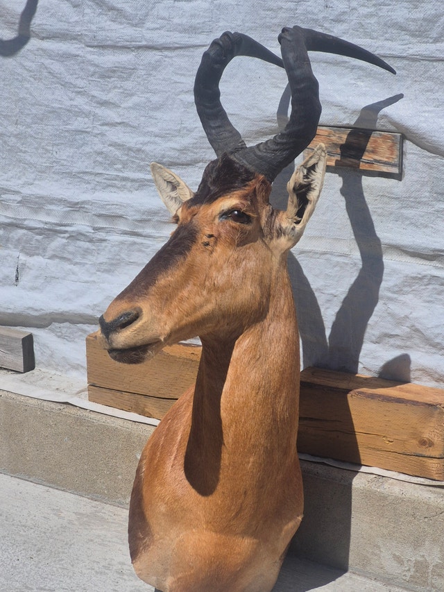 Hartebeest Taxidermy Shoulder Mount - photo 2