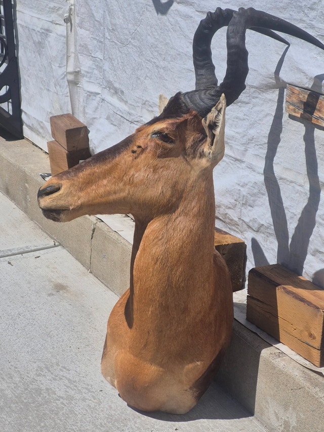 Hartebeest Taxidermy Shoulder Mount - photo 3