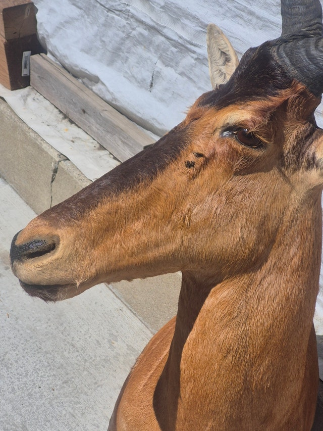 Hartebeest Taxidermy Shoulder Mount - photo 4