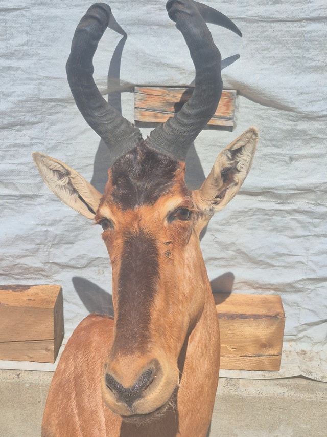 Hartebeest Taxidermy Shoulder Mount - photo 5