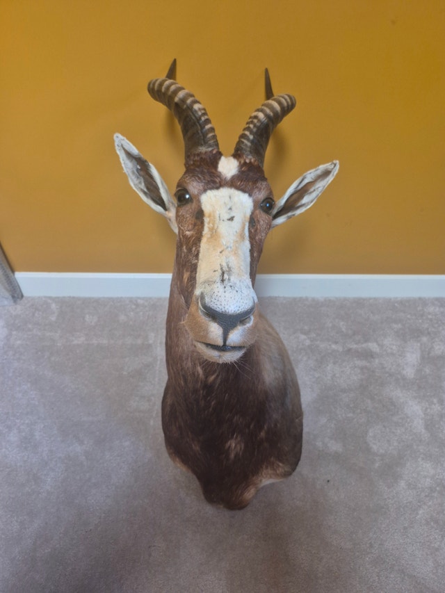 Blesbok Shoulder Mount
