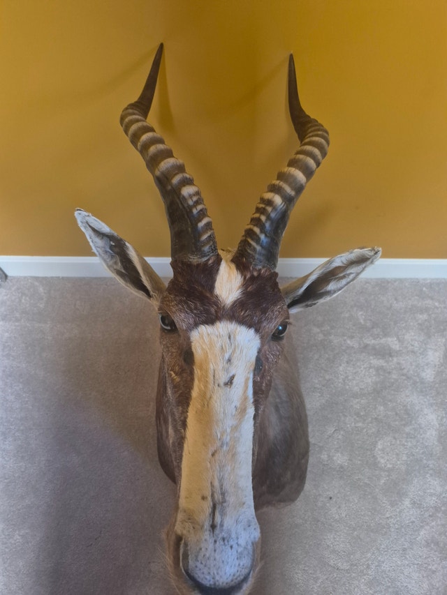 Blesbok Shoulder Mount - photo 2