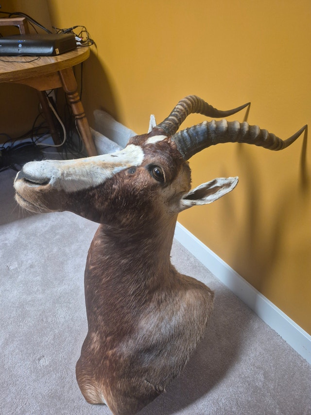 Blesbok Shoulder Mount - photo 3