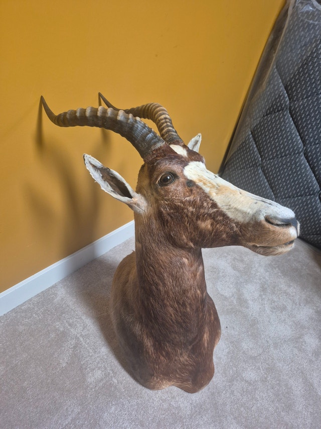 Blesbok Shoulder Mount - photo 4