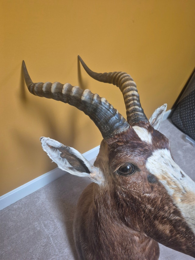 Blesbok Shoulder Mount - photo 5