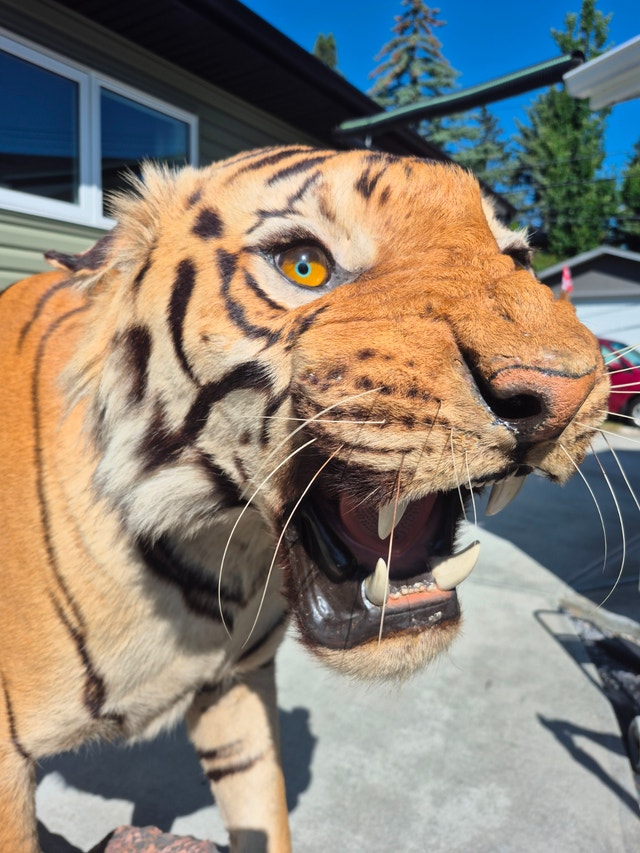 WANTED: Taxidermy & Natural History Specimens (Old & New)