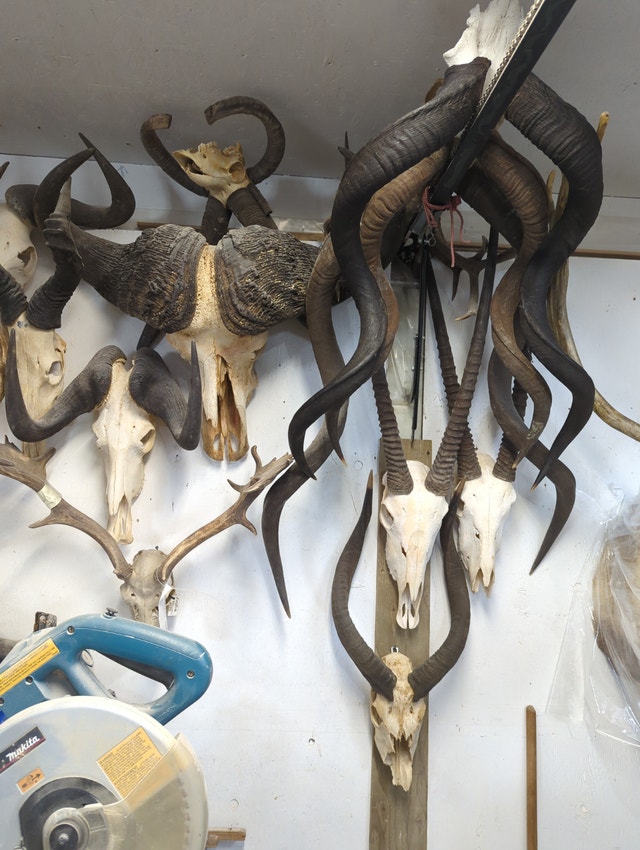 WANTED: Taxidermy & Natural History Specimens (Old & New) - photo 3