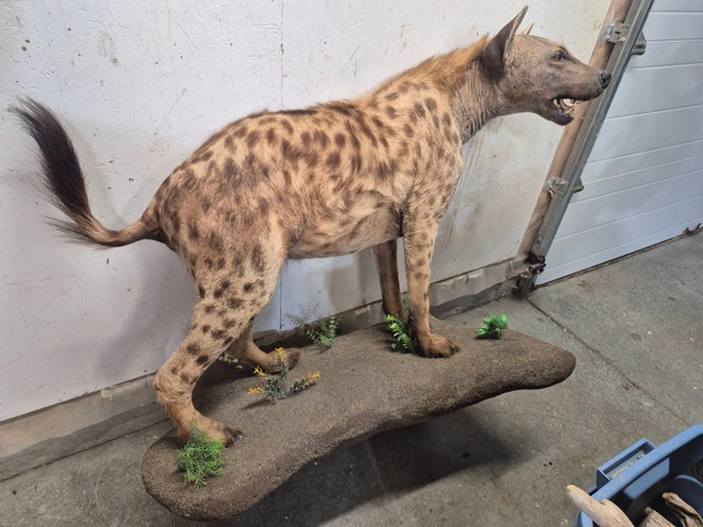 TAXIDERMERY WANTED will BUY or CONSIGN