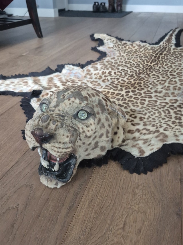 TAXIDERMERY WANTED will BUY or CONSIGN - photo 2