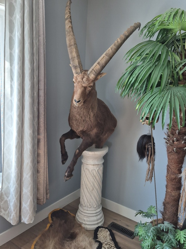 TAXIDERMERY WANTED will BUY or CONSIGN - photo 3