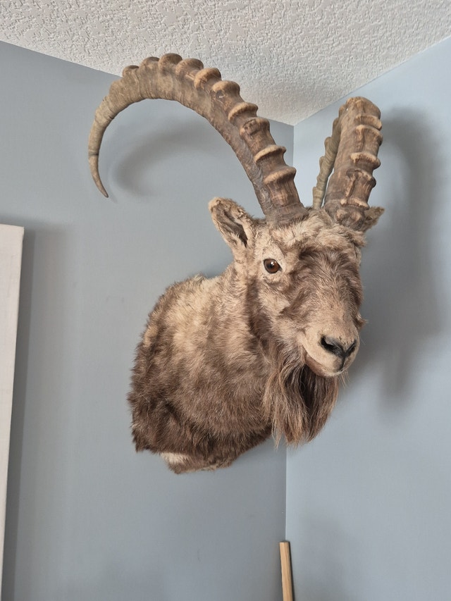 TAXIDERMERY WANTED will BUY or CONSIGN - photo 4
