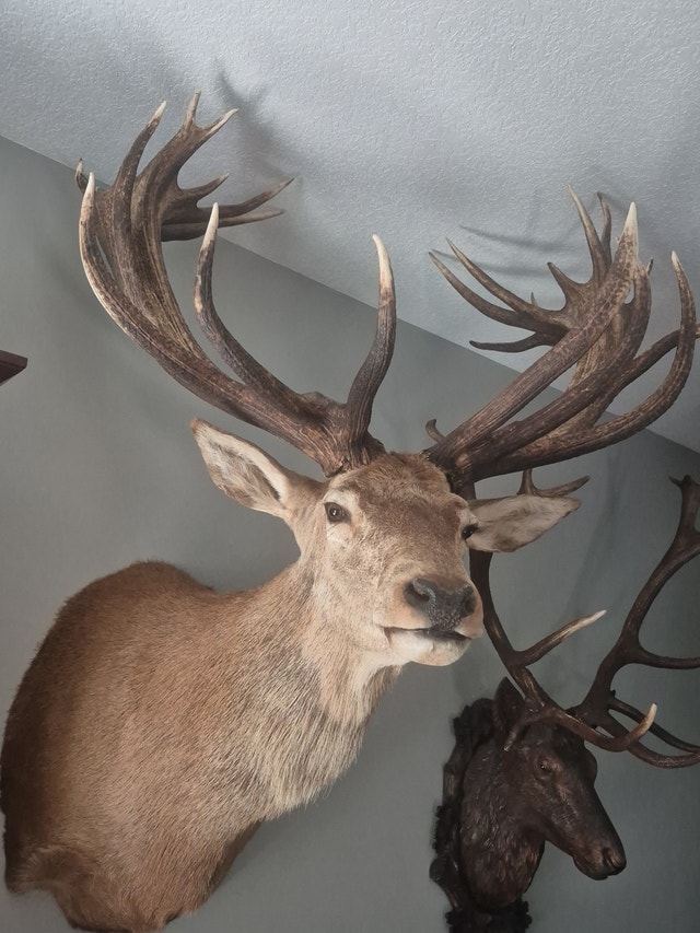 TAXIDERMERY WANTED will BUY or CONSIGN - photo 5