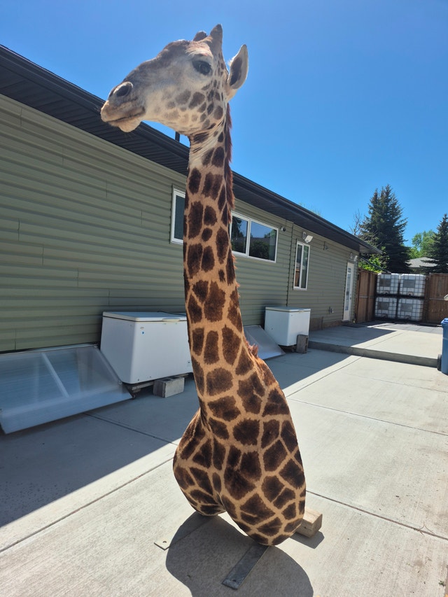 WANTED TAXIDERMY to BUY Old and New