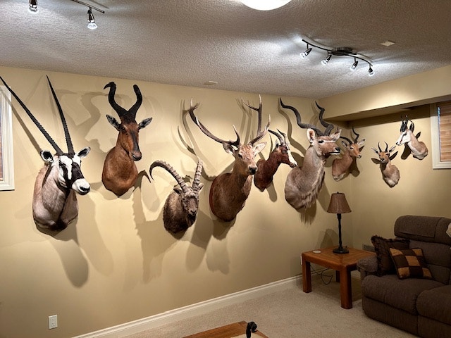 WANTED TAXIDERMY to BUY Old and New - photo 2