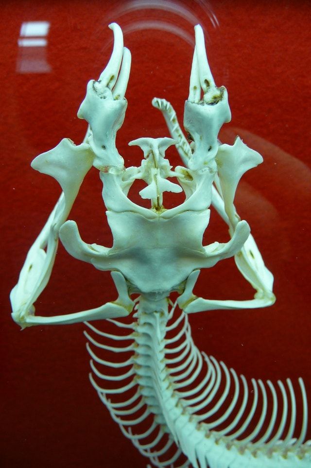 WANTED TAXIDERMY to BUY Old and New - photo 3
