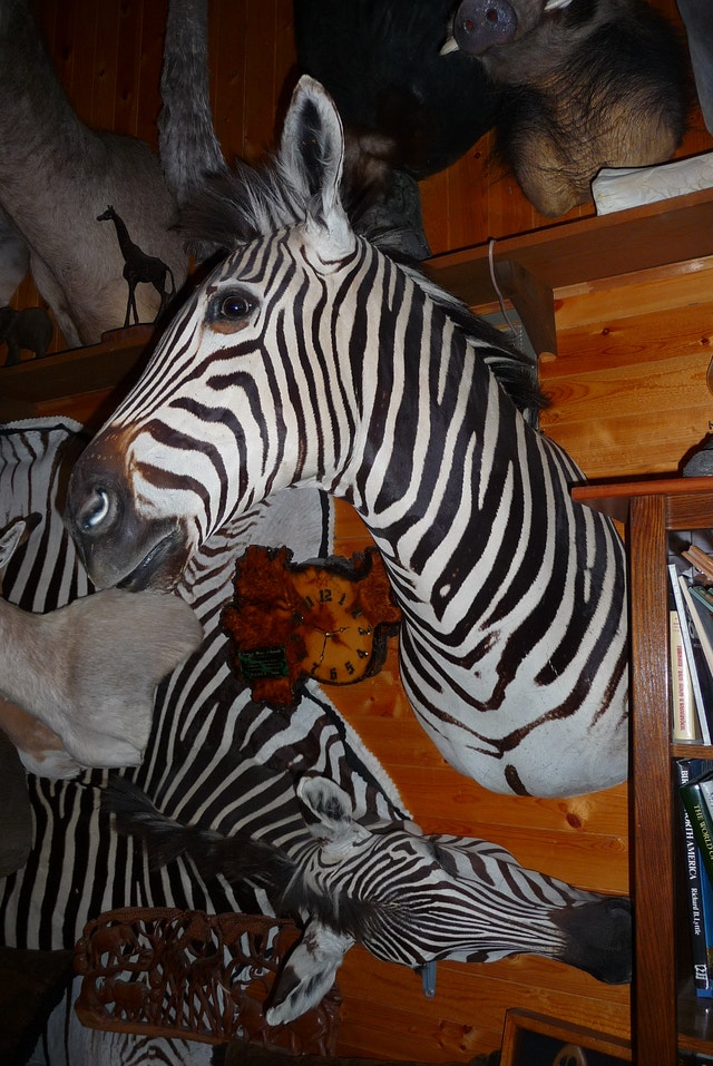 WANTED TAXIDERMY to BUY Old and New - photo 4