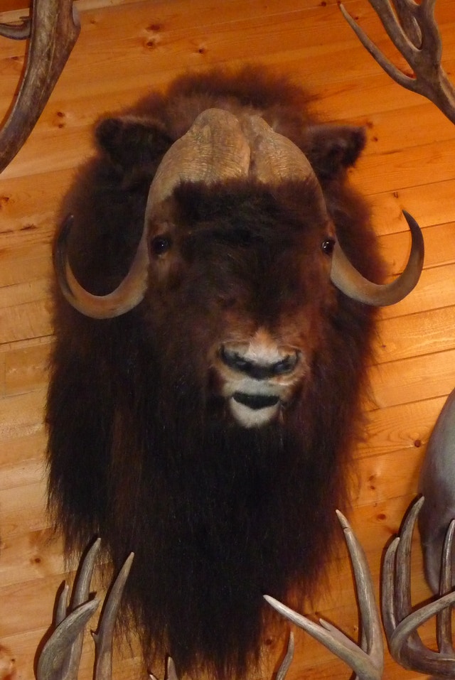 WANTED TAXIDERMY to BUY Old and New - photo 5