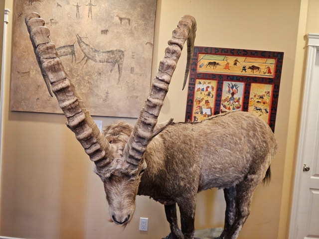 Taxidermy Ibex Mount