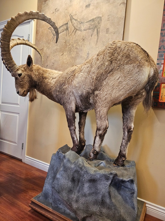 Taxidermy Ibex Mount - photo 2