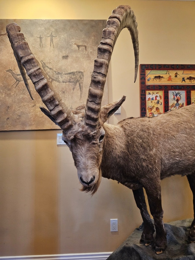 Taxidermy Ibex Mount - photo 3