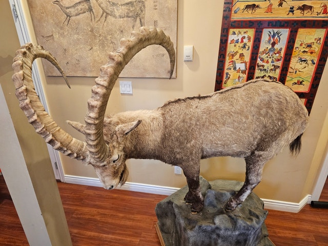 Taxidermy Ibex Mount - photo 4