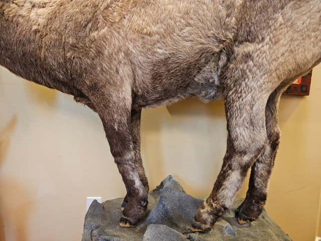 Taxidermy Ibex Mount - photo 5
